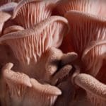 A Short Film Dives into the 15-Year Process Behind the Documentary ‘Fantastic Fungi’