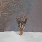 Photographer Accidentally Captures Brilliant Optical Illusion of “Three-Headed Deer” Roaming in Forest