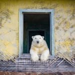 Dmitry kokh photographs polar bears occupying an abandoned russian weather station