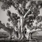 Majestic Photos Capture the Dwindling Population of Madagascar’s Ancient Baobab Trees