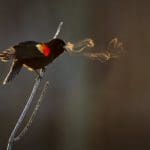 In the Frigid Morning Air, a Singing Red-Wing Blackbird Blows Impressive Rings