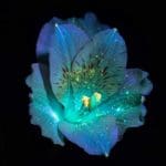 Bathed in Ultraviolet Light, Single Flowers Glow with Radiant, Saturated Color