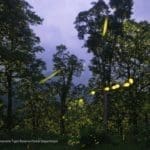 Billions of Fireflies Light Up an Indian Wildlife Reserve in Rare Footage Captured by Sriram Murali