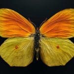 In ‘Extinct and Endangered,’ Photographer Levon Biss Magnifies the Potential Loss of Insects Around the Globe