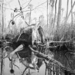 In ‘An Unflinching Look,’ Benjamin Dimmitt Bears Witness to the Ecological Disaster of Florida’s Wetlands
