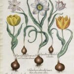 How a 17th-Century Book of Plants Changed Botanical Illustration Forever